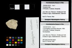 Foto (Objekt + Etiketten) von Cracensigillatus acutirostris (Moericke, 1889) 